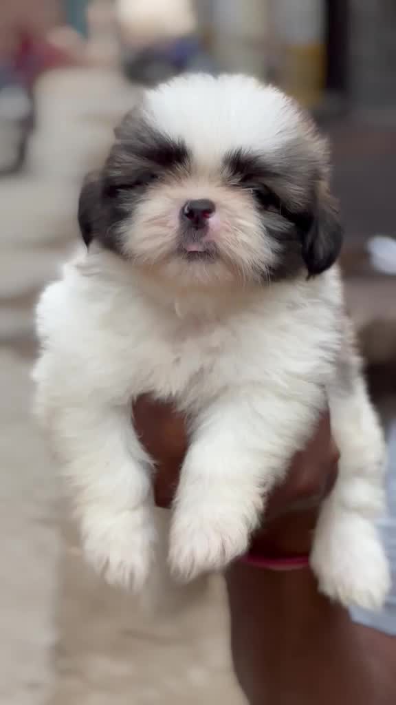 Shih Tzu | Black Color, farm video
