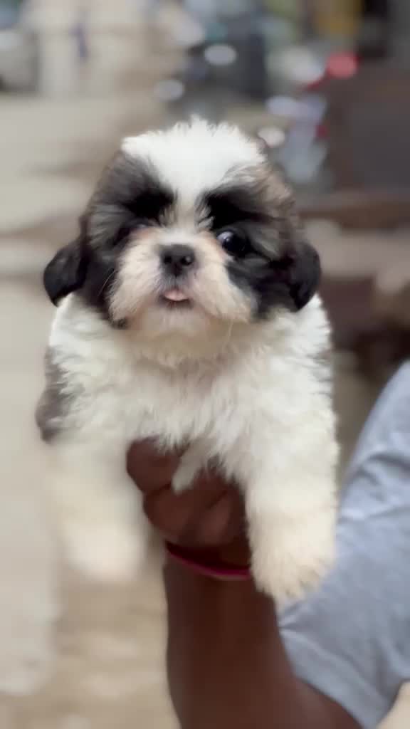 Shih Tzu | Black Color, farm video