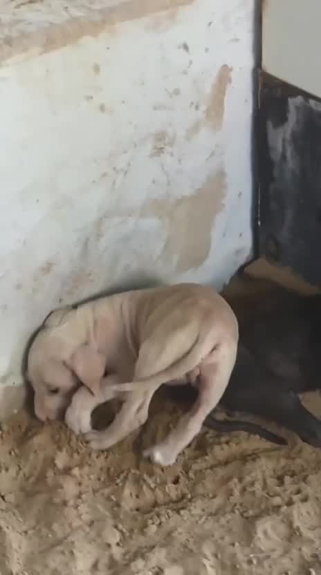 American Bully Standard Size Puppy, farm video