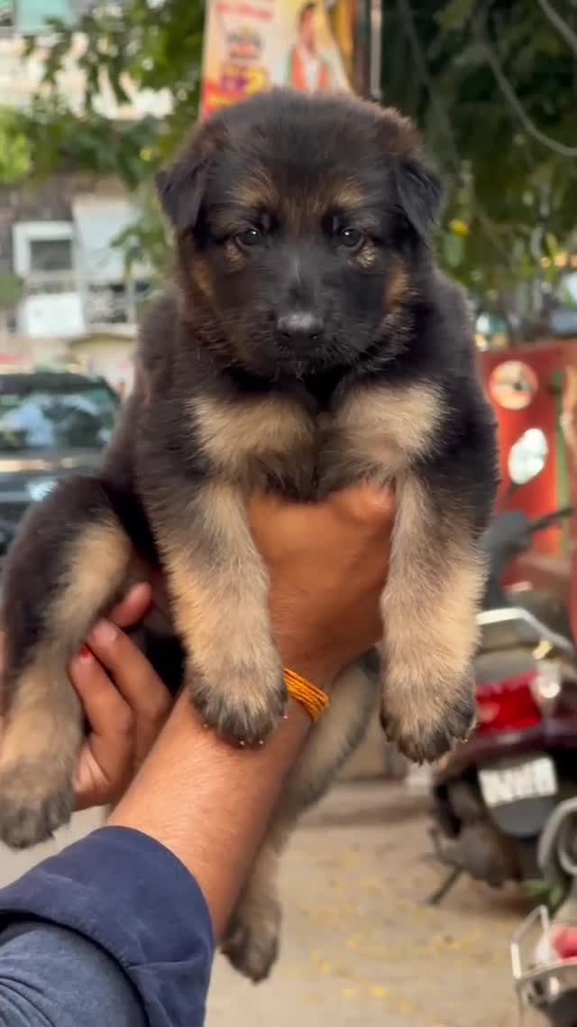 German Shepherd Puppy, farm video