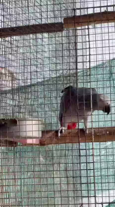 African Grey Parrot, farm video