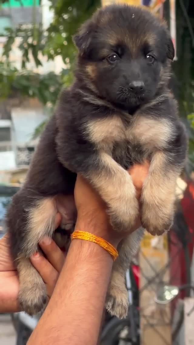 German Shepherd Puppy, farm video