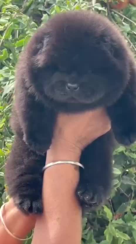 Chow Chow Puppy | White Color, farm video