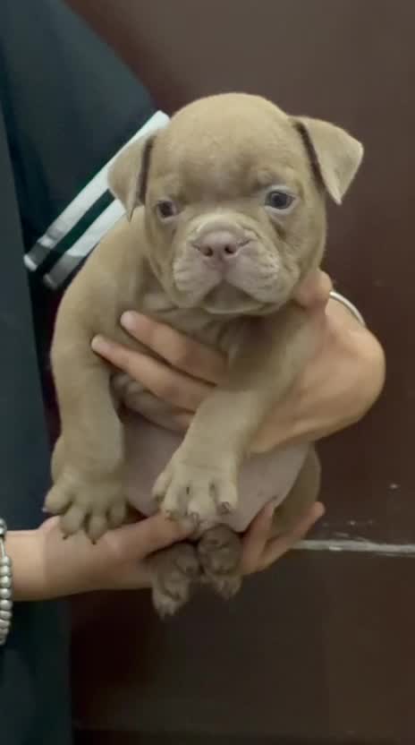 American Bully Standard Size Puppy, farm video