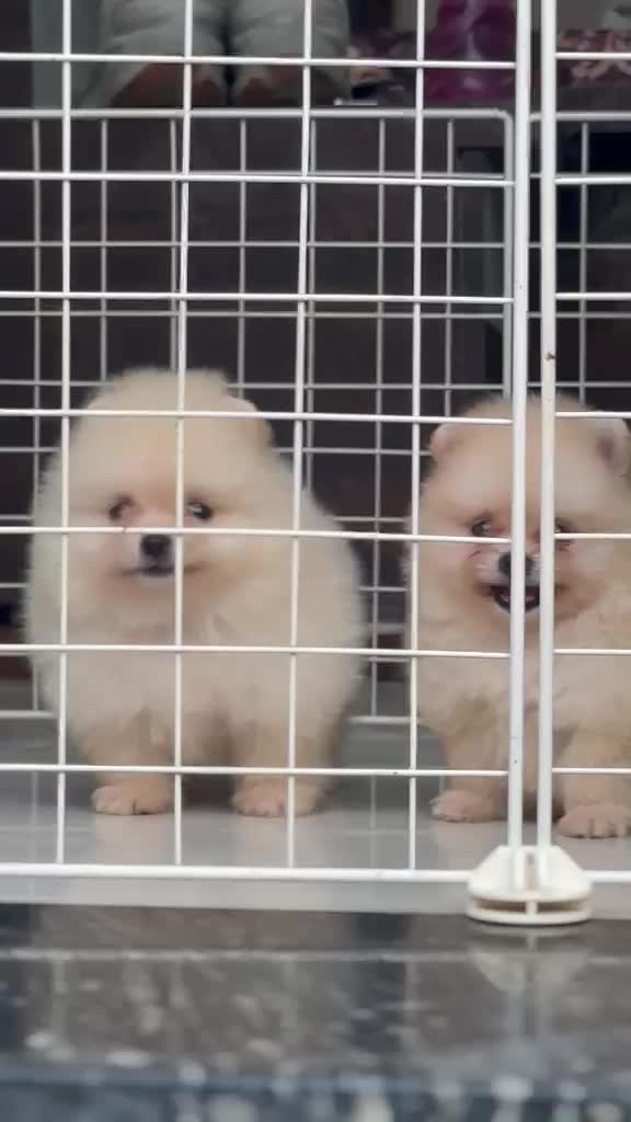 Toy Poodle Puppy, farm video
