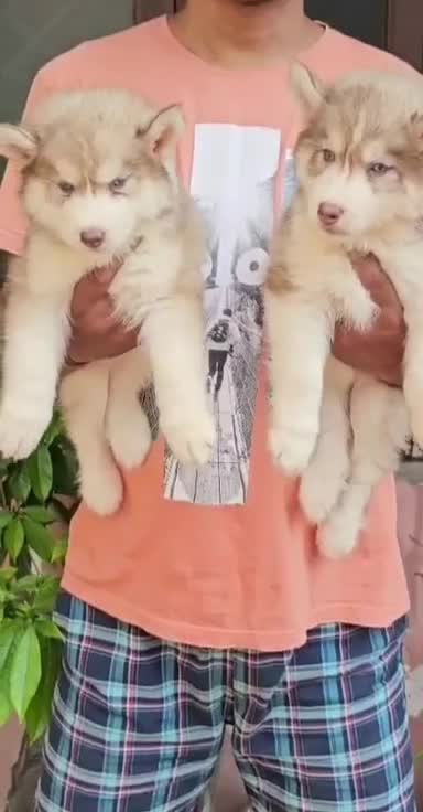 Siberian Husky Puppy | Black & White Color, farm video