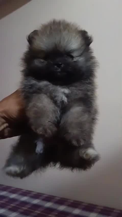Culture Pom Puppy | White Color, farm video
