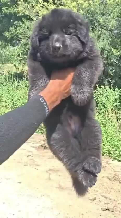German Shepherd Puppy, farm video