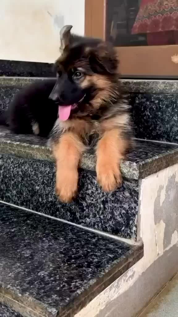 German Shepherd Puppy, farm video