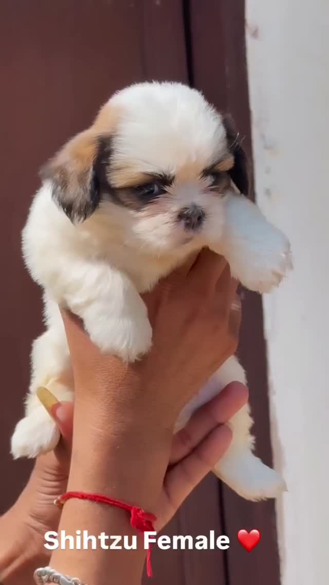 Shih Tzu | Black Color, farm video