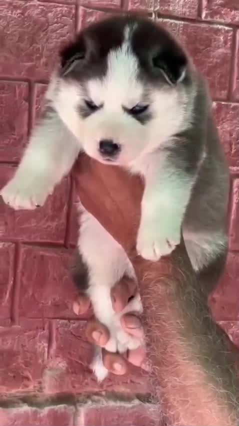 Siberian Husky Puppy | Black & White Color, farm video