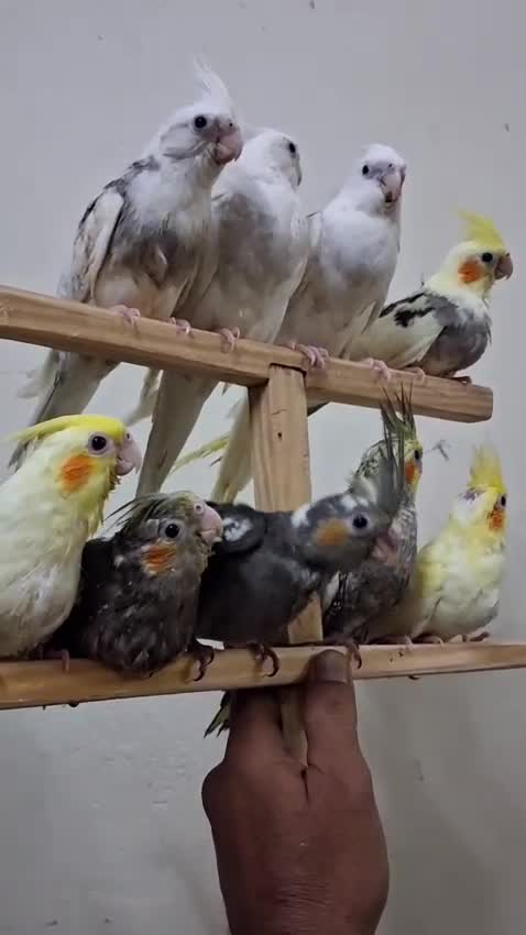 Cockatiels, farm video