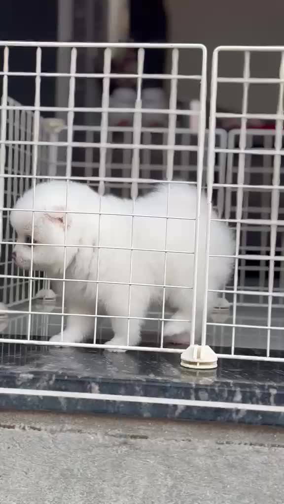 Pomeranian Puppy | Black Color, farm video