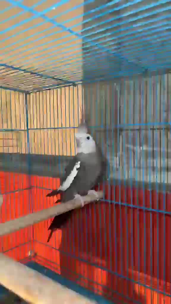 Cockatiels, farm video