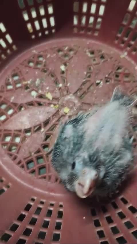 Cockatiels, farm video