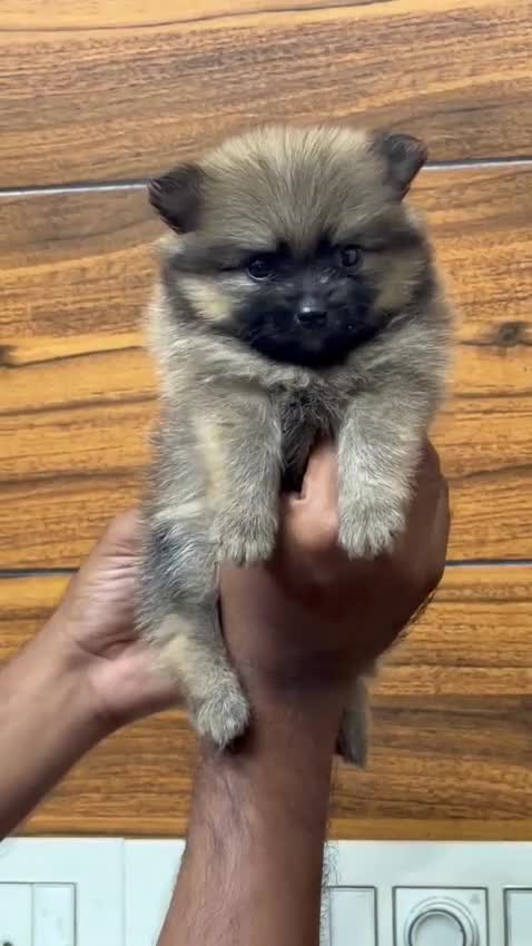 Culture Toy Pom Puppy, farm video