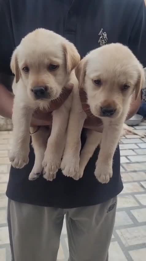 Beagle Black & Tan Puppy, farm video