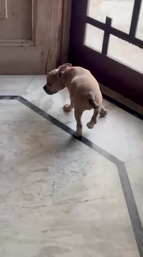 American Bully Standard Size Puppy, farm video