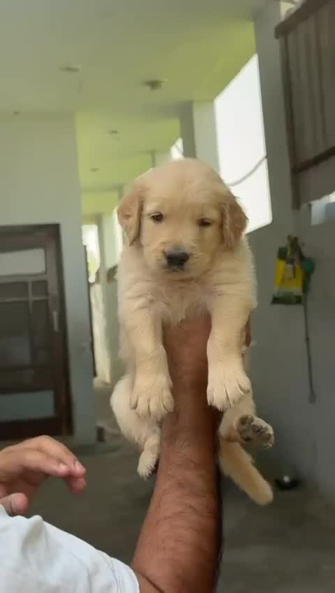 Golden Retriever, farm video