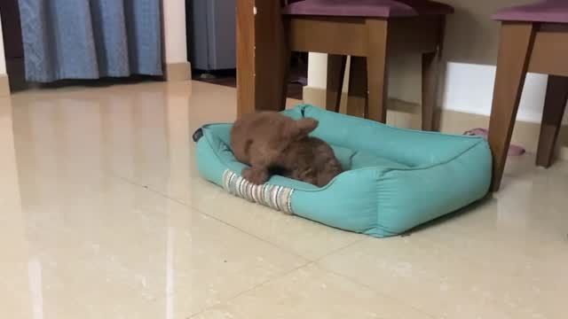 Standard Poodle Puppy, farm video