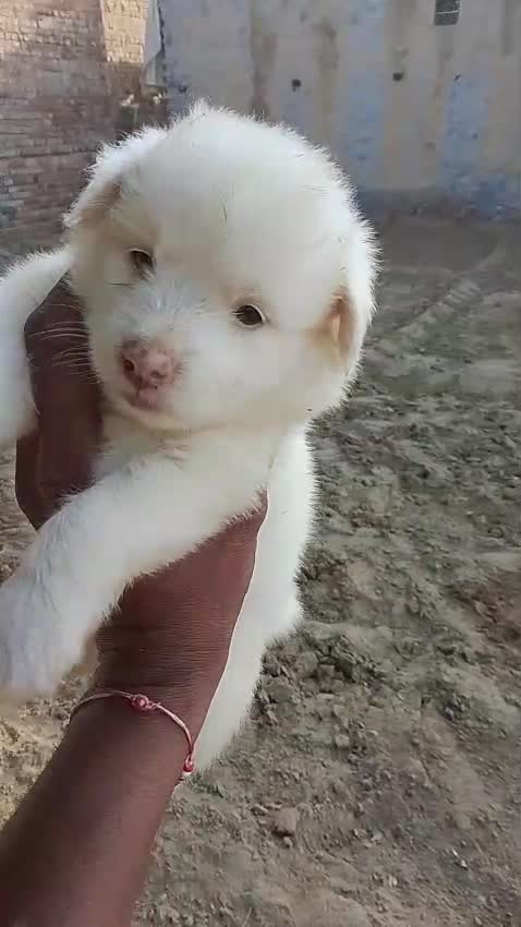 Pomeranian Puppy, farm video
