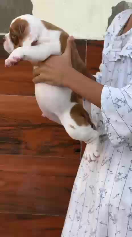 American Bully Pocket Size Puppy, farm video