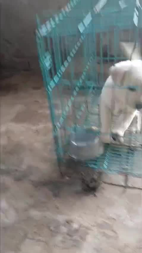 Beagle Black & Tan Puppy, farm video