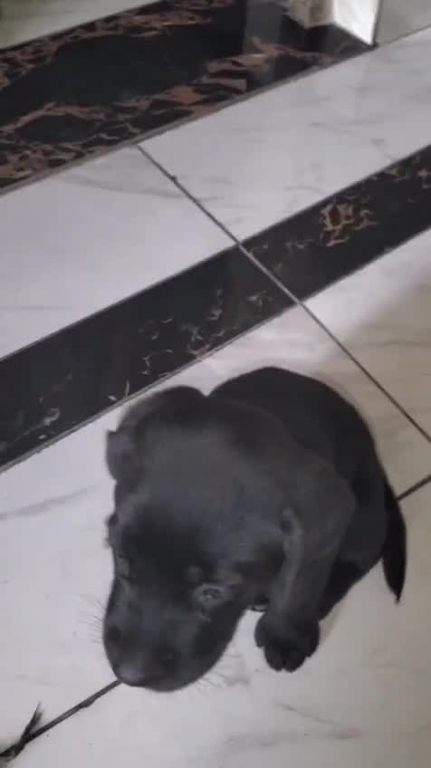 Beagle Black & Tan Puppy, farm video