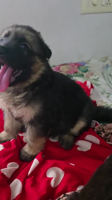 Dachshund Puppy, farm video