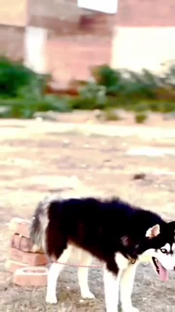 Siberian Husky Puppy | Copper & White Color, farm video