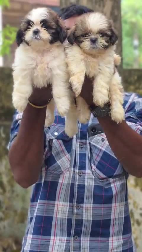 Shih Tzu | Black Color, farm video