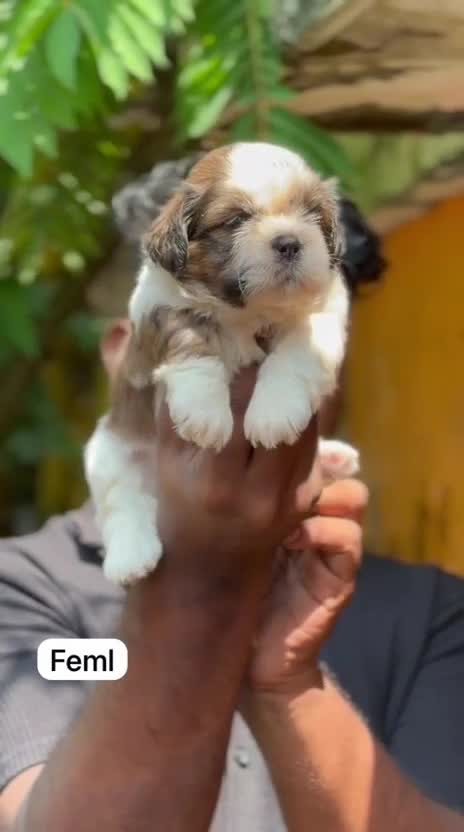 Shih Tzu | Black Color, farm video