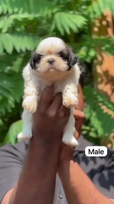 Shih Tzu | Black Color, farm video