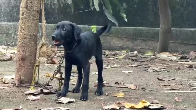 Beagle Black & Tan Puppy, farm video