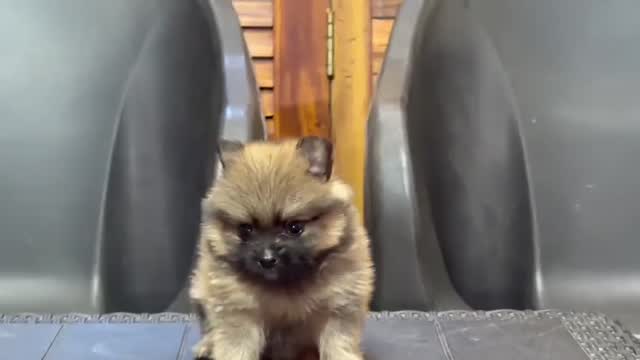 Culture Toy Pom Puppy, farm video