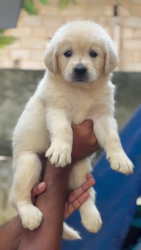 Golden Retriever, farm video