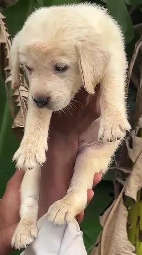 Beagle Black & Tan Puppy, farm video