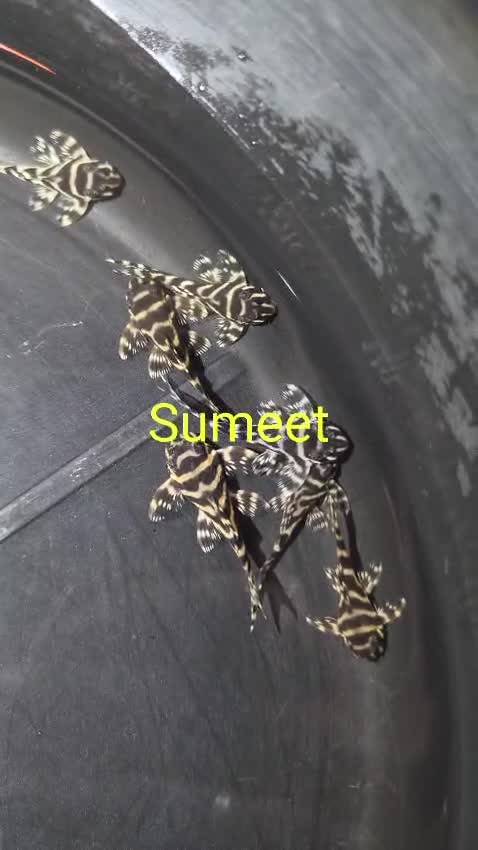 Pleco, farm video