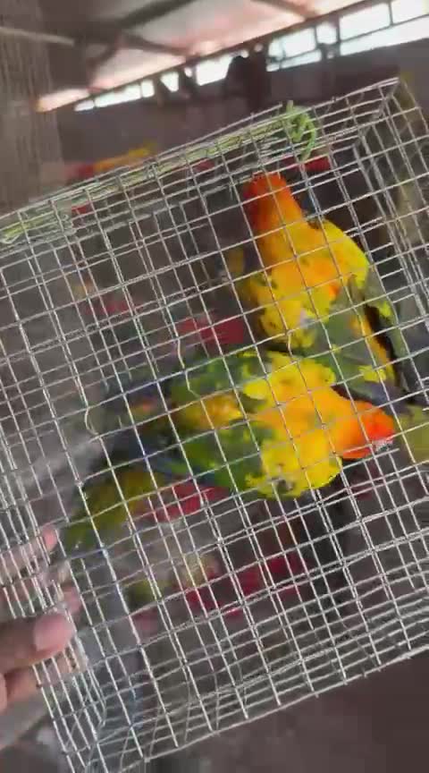 Sun Conure, farm video