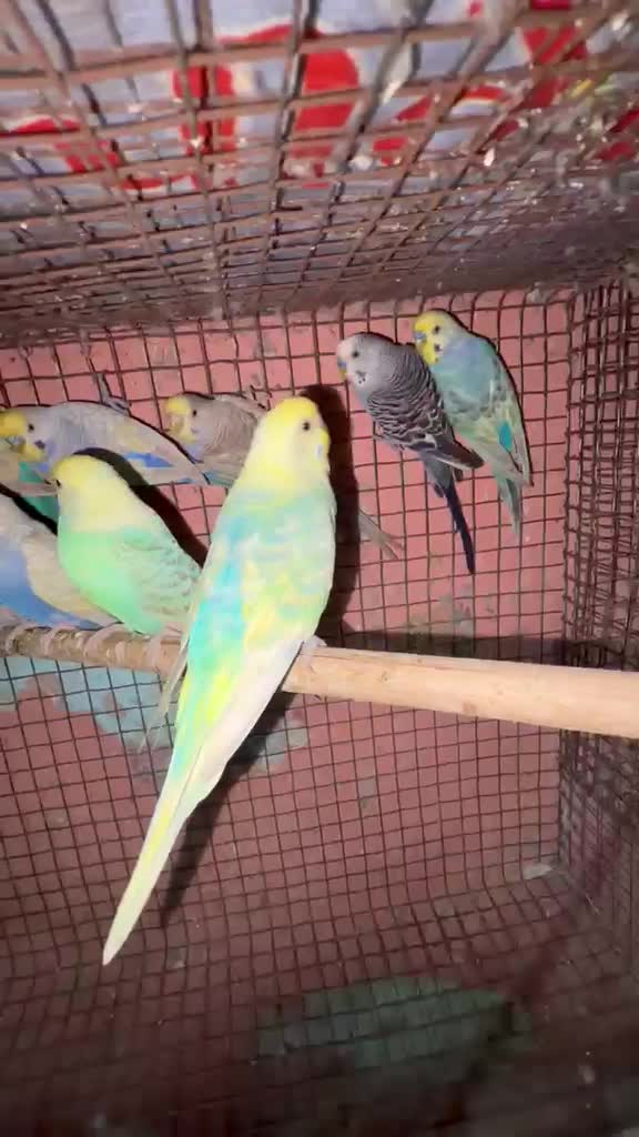 Budgies, farm video
