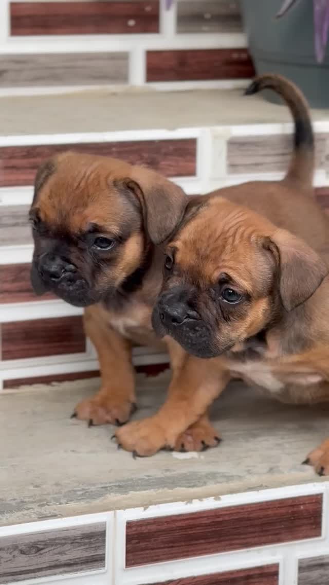 American Bully Pocket Size Puppy, farm video