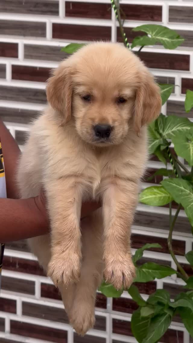Golden Retriever, farm video