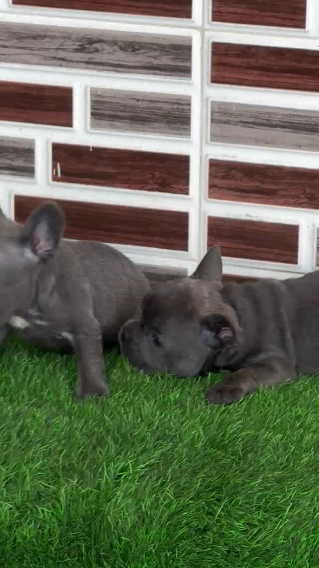 French Bulldog Puppy | Fawn, farm video