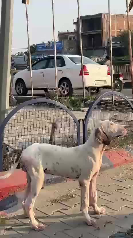 American Bully Pocket Size Puppy, farm video