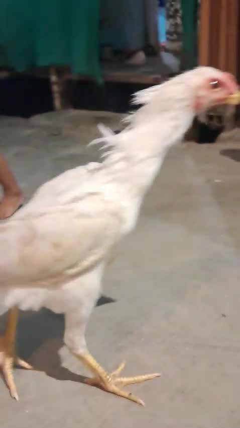 Orange Wing Amazon Parrots, farm video