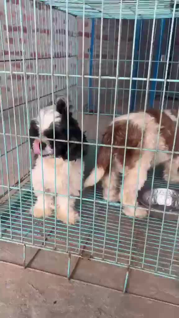Shih Tzu | Black & White Color, farm video