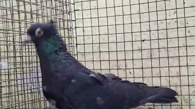 Homer Pigeon, farm video