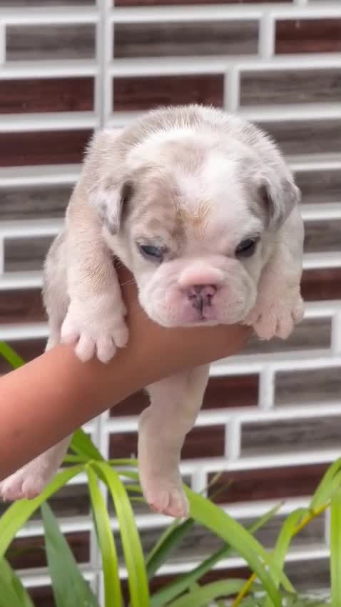 French Bulldog Puppy | Fawn, farm video