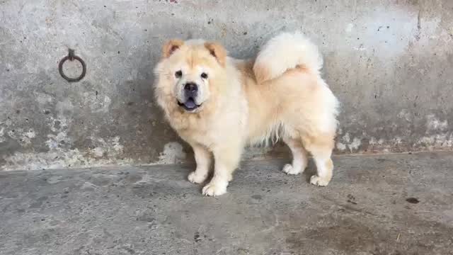Chow Chow Puppy | Cream Color, farm video