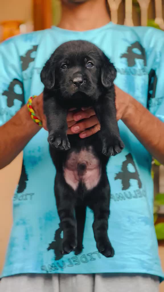 Beagle Black & Tan Puppy, farm video